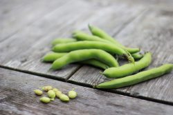 Tuinbonen (bio)