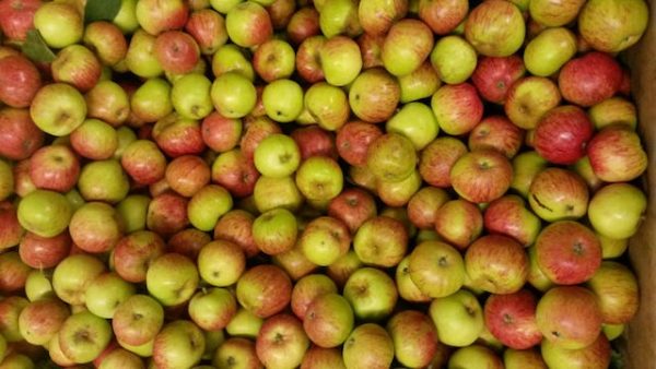 Appels