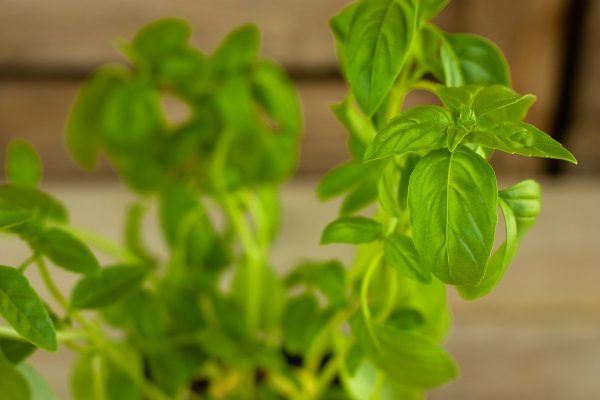 Bascilicum (plant)  De Bascule