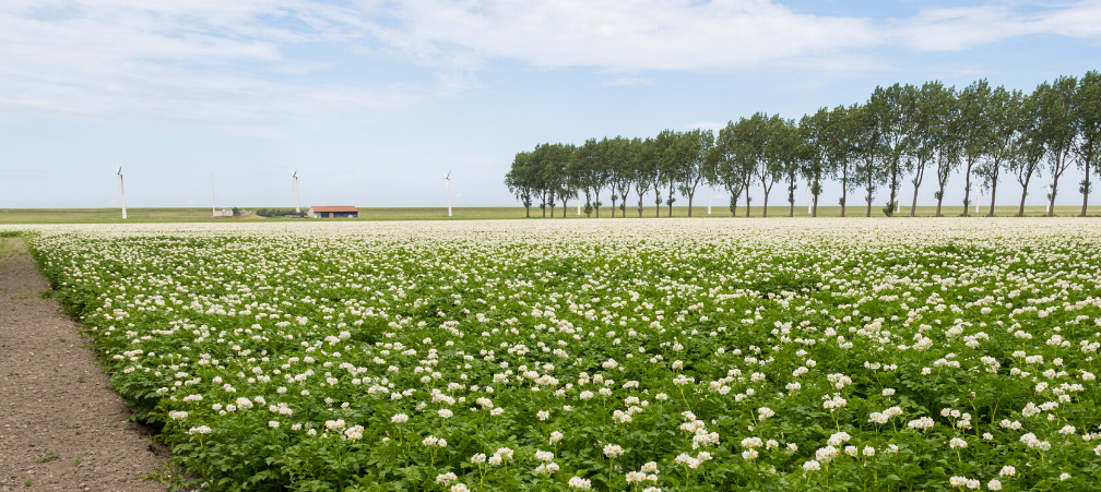 aardappelveld