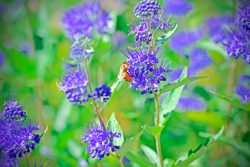 Bee On Spirea Plant
