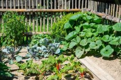 Moestuin  Bascule