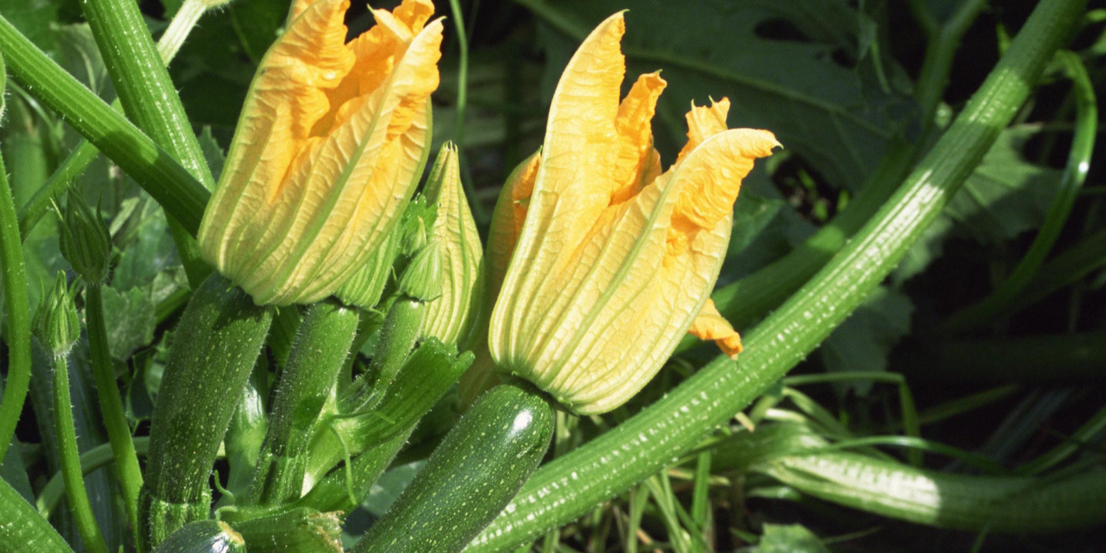 courgette