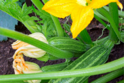 Courgette