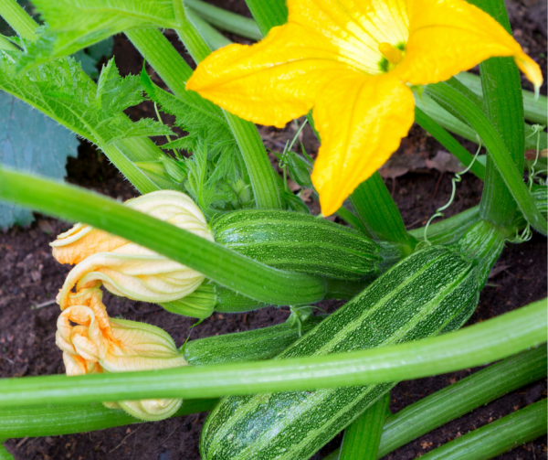 Courgette