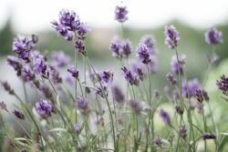 Lavendel