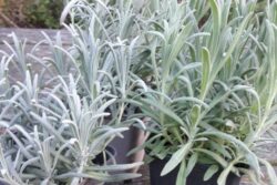 Lavendel