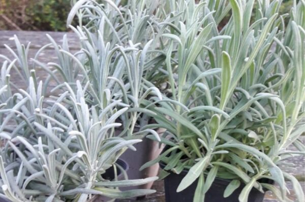 Lavendel