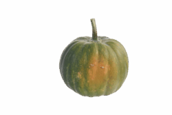 Groenepompoen