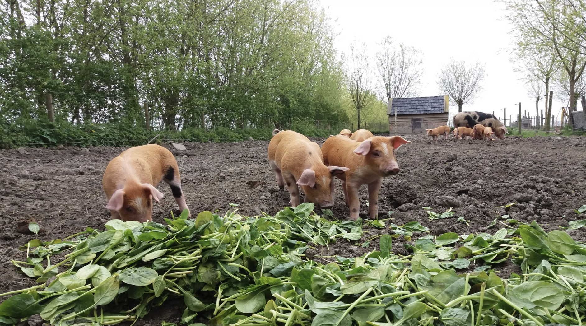 waddenvarkens waddenvarkens